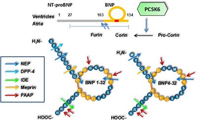 Brain Natriuretic Peptide and Its Biochemical, Analytical, and Clinical Issues in Heart Failure: A Narrative Review